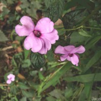 Impatiens flaccida Arn.